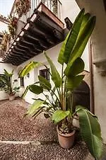 Apartamento Patios De La Juderia *